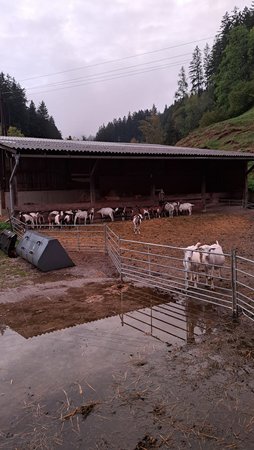 Agrarexkursion Ziegenhof Melter